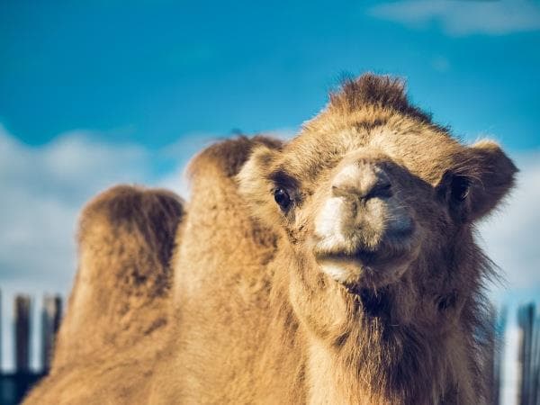 Weekend al Cairo con visita al GEM (Nuovo museo Egizio) 4 giorni