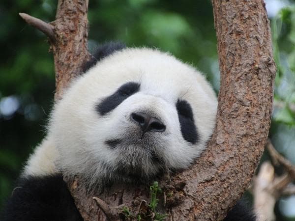 Boscolo Tour Cina (vari), Shanghai, Pechino e Grande Muraglia Cinese 12-13-14-15 giorni