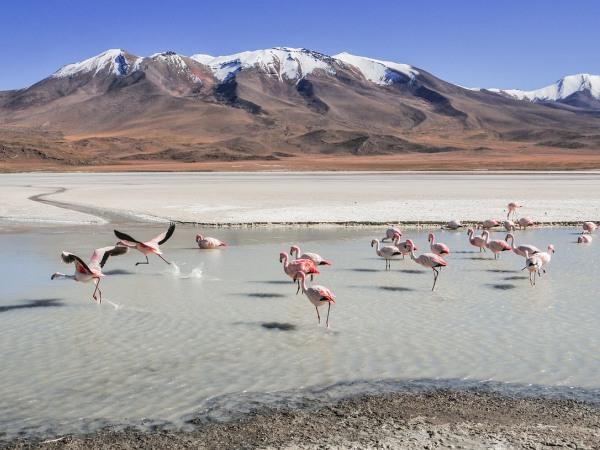 Boscolo Tour Bolivia, Lago Titicaca, Trekking Vulcano Tunupa 10 giorni